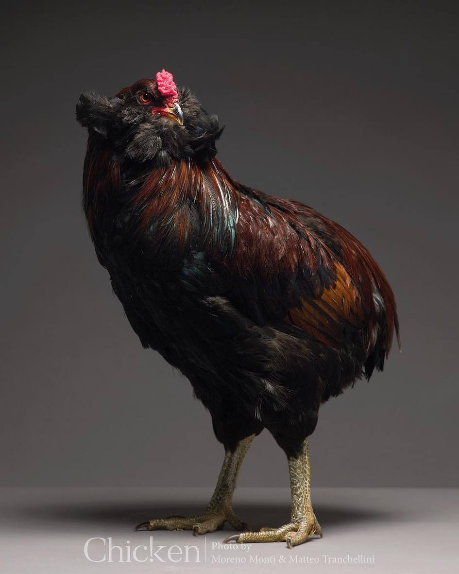 슈퍼 모델이 된 닭들