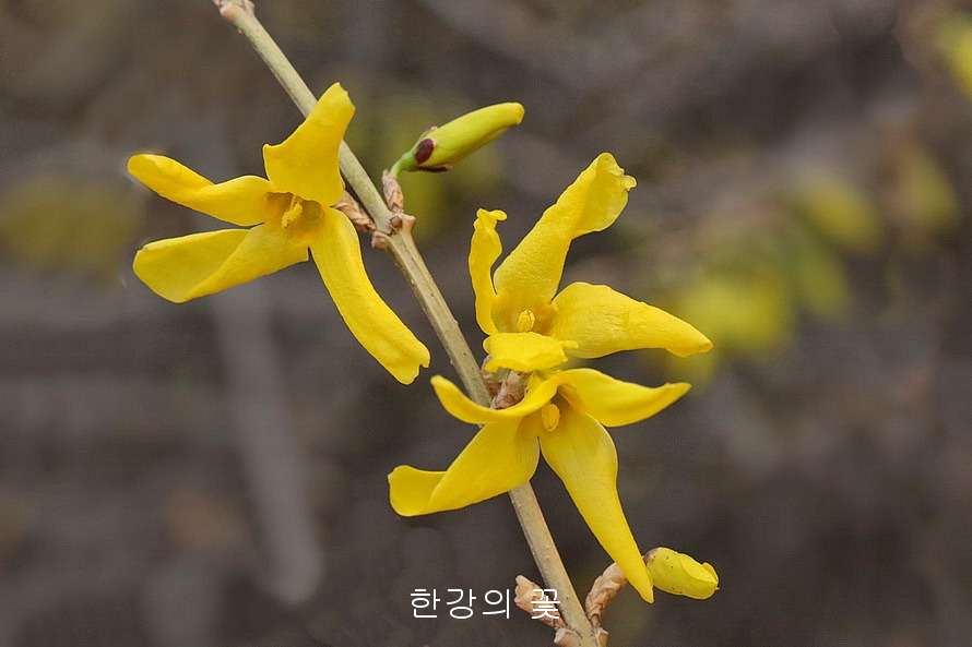 개나리