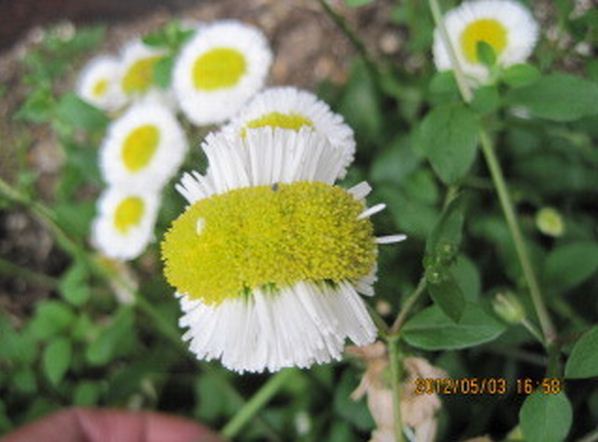 녹음방초(綠陰芳草)