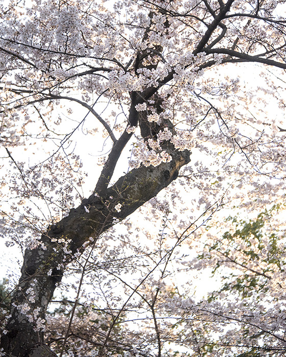 벚꽃