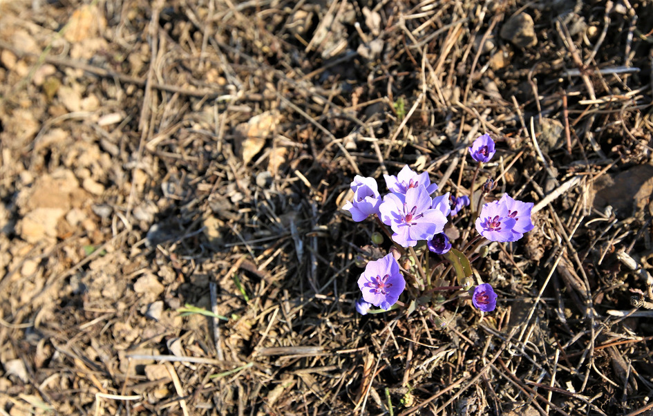 깽깽이풀(2019-2)