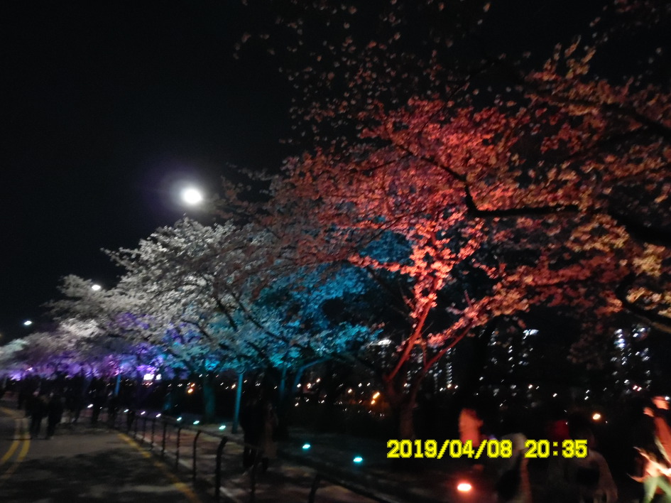 [여의도] 윤중로 벚꽃