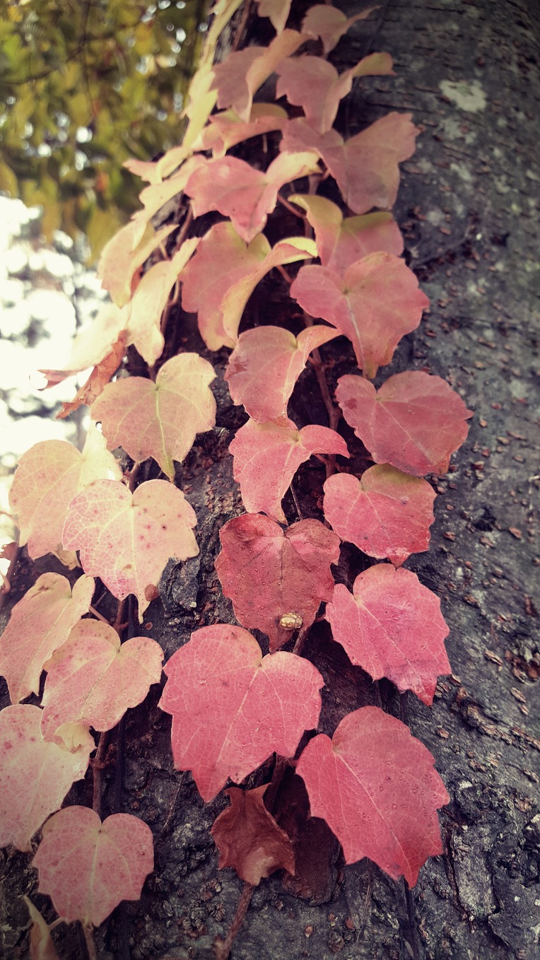 스치고 지나가는 가을풍경속에서 보석을 발견하다