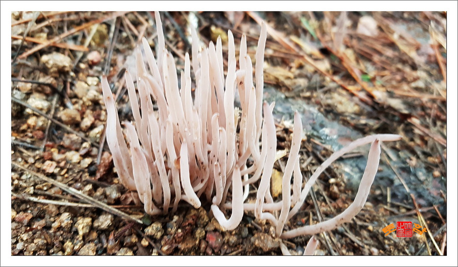 [국수버섯] 식용버섯인 국수버섯을 휴대폰으로 담아오다 / 토함