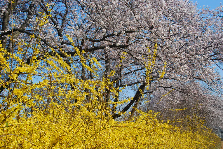 벚꽃 (모악산)