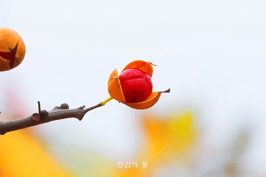 노박덩굴 열매