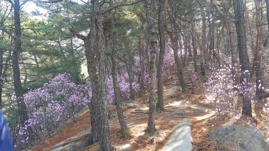 불암산둘레길 불암산진달래길 불암산정상 불암산