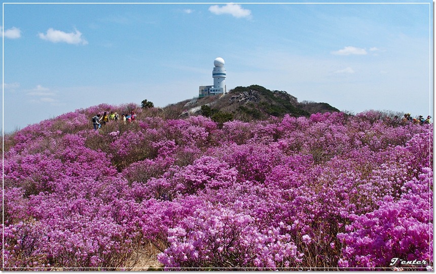 진달래꽃 철쭉꽃 필 때를 기다리며