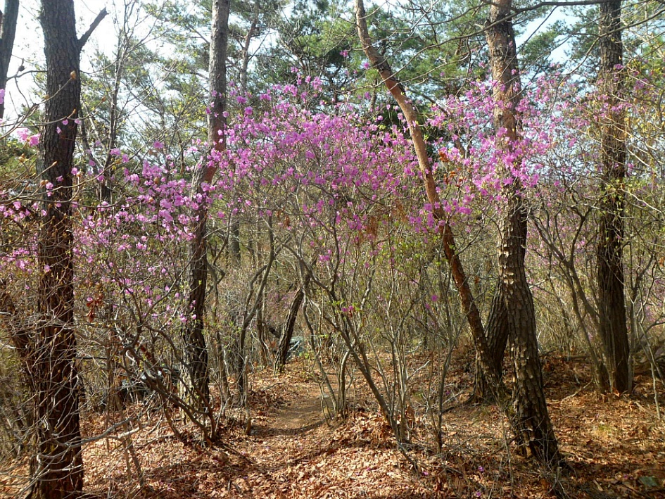 문수산 2019-04-06