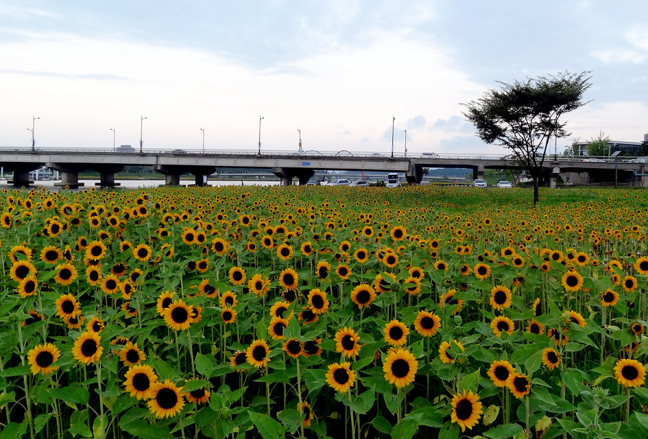 갑천 해바라기