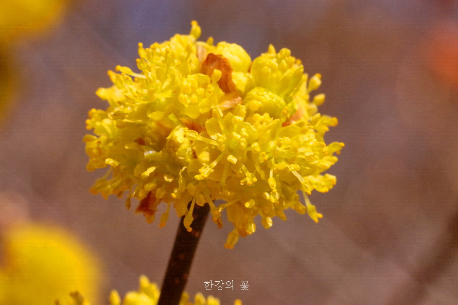 생강나무