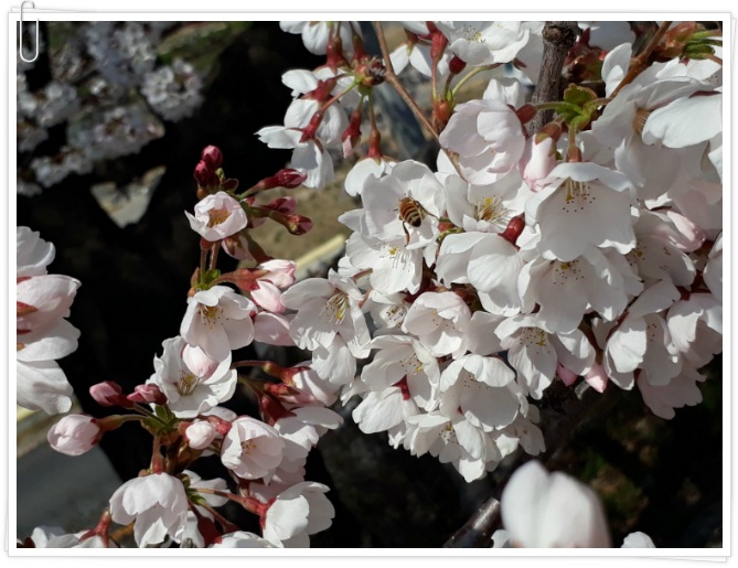 무심천의 2% 덜핀 벚꽃나들이