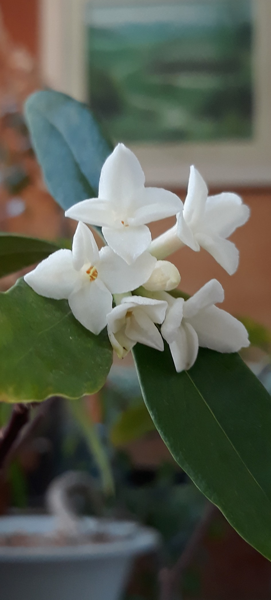 베란다에 천리향이 피었습니다.