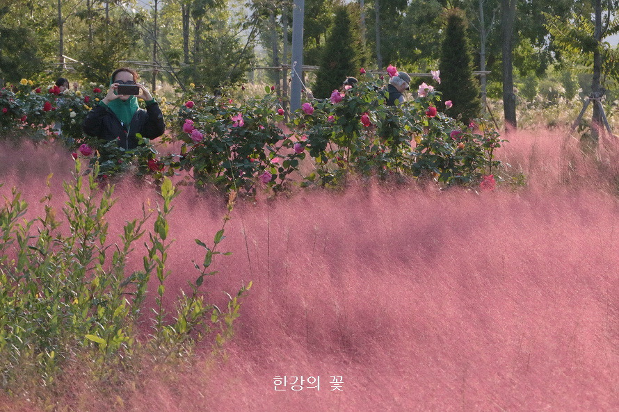 핑크 뮬리 그라스(Pink Muhly Grass)
