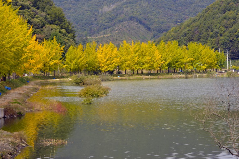 가을 바람에 구절초가 