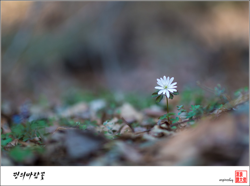 2019.04.04 봄 날 거닐어 본 검단산