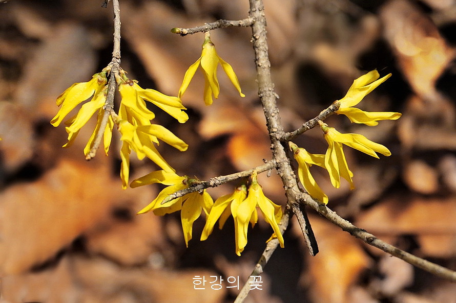 장수만리화