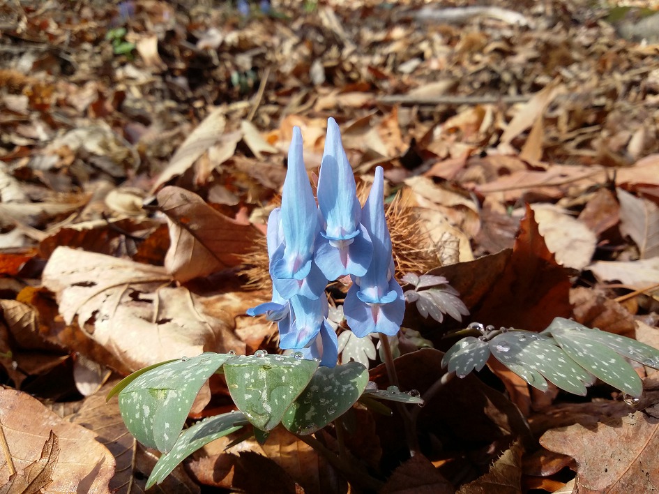 천마산, 봄바람난 년들을 찾아 나서다.