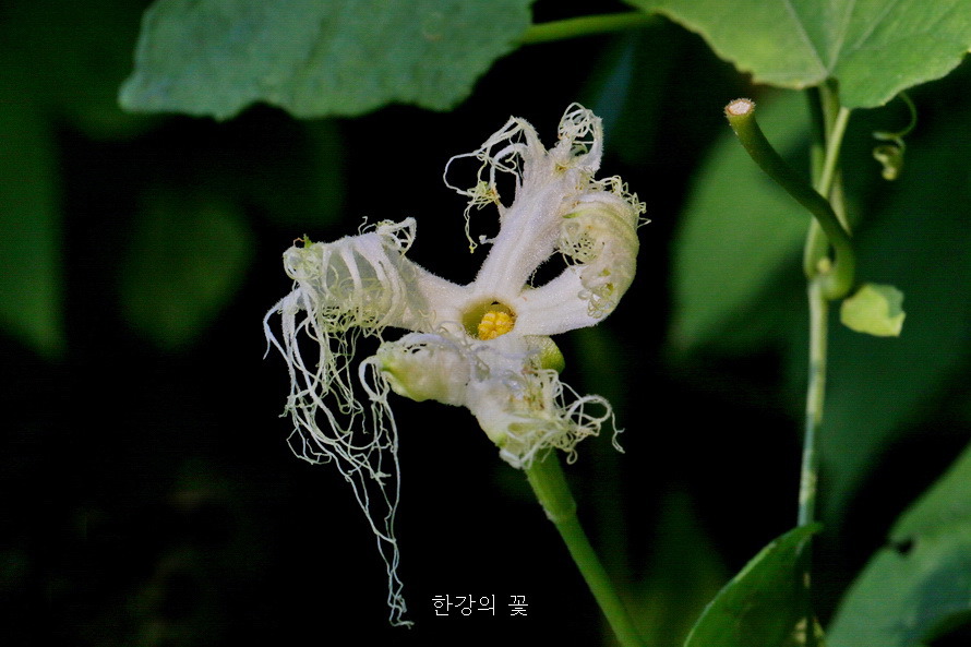하늘타리