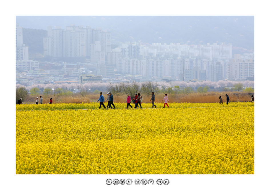 부산 낙동강 유채꽃 축제