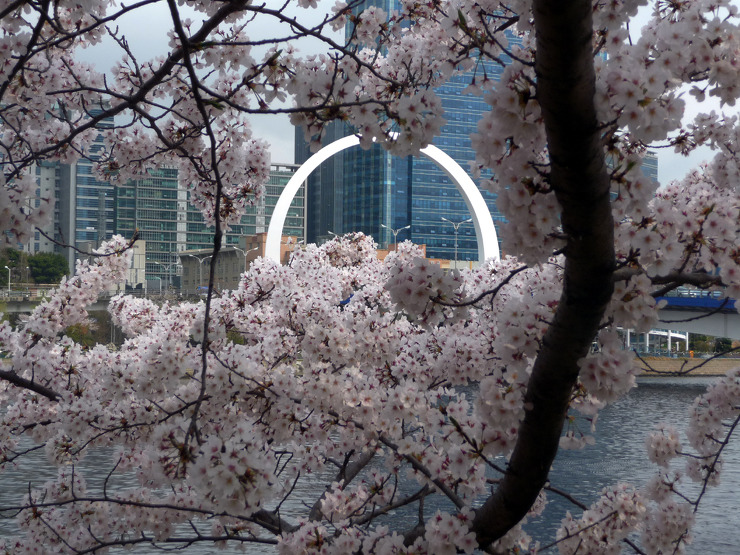 흐드러지게 핀 벗꽃