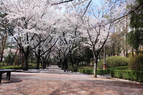 “봄봄봄 봄이 왔어요” 성남 벚꽃길 8경 시민 발길