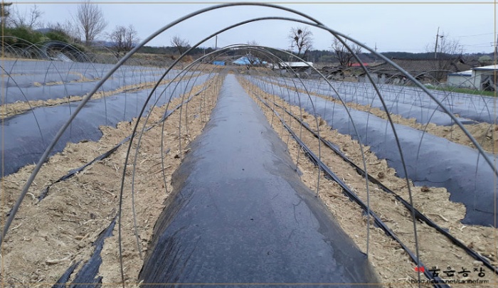 가지두둑 활대설치작업