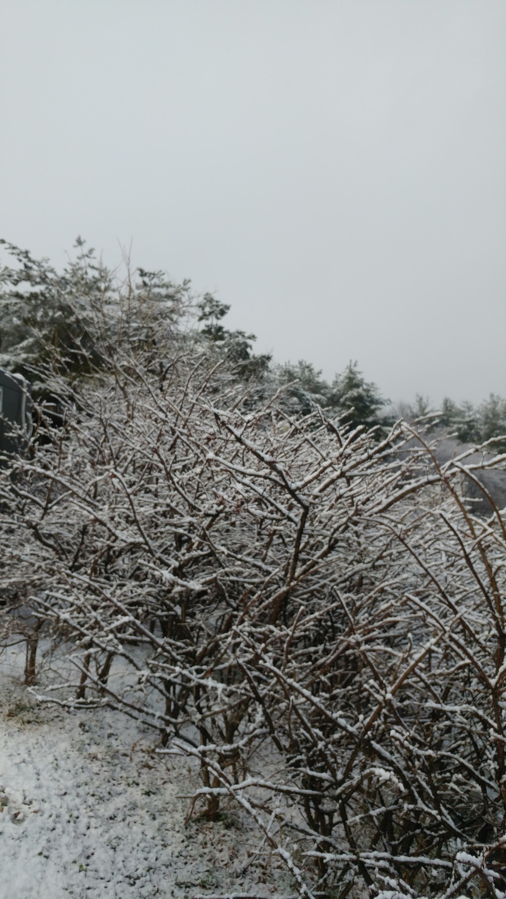 봄날에 설경을 보다.
