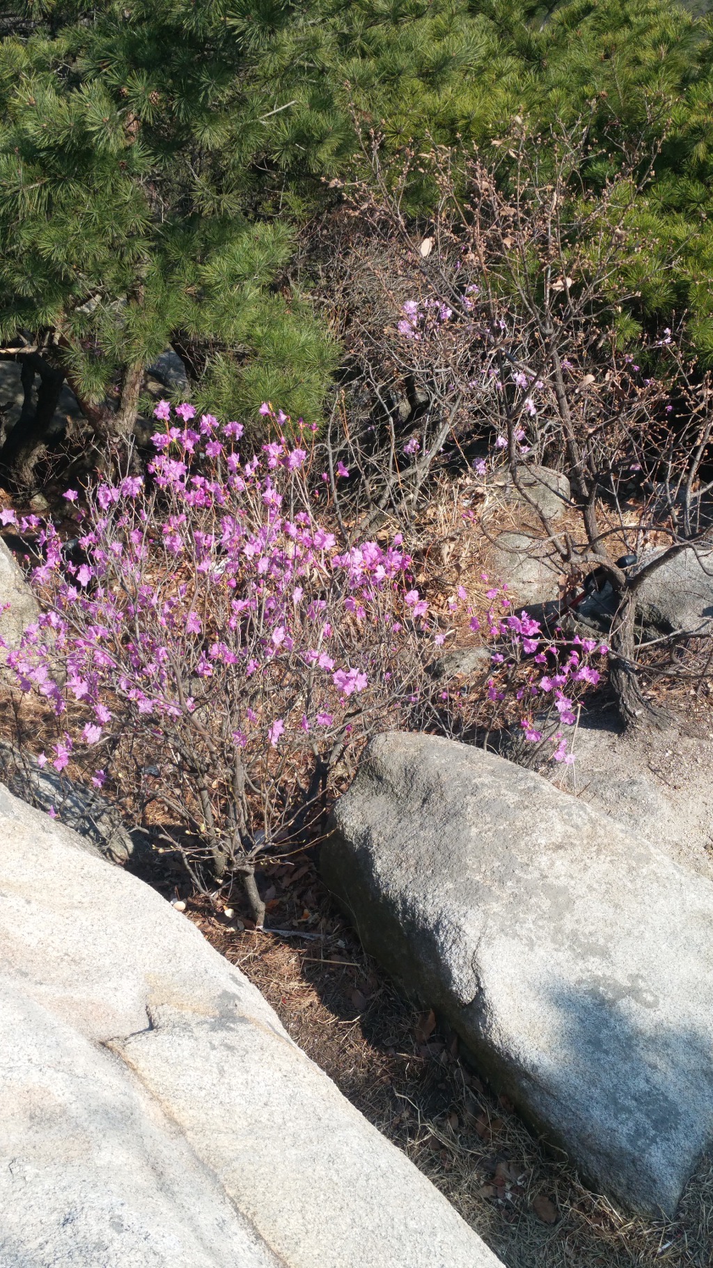 2019. 4. 4(목) 목요산행 호암산성
