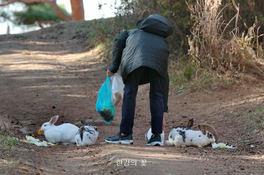 토끼들 불러 모으는 여인
