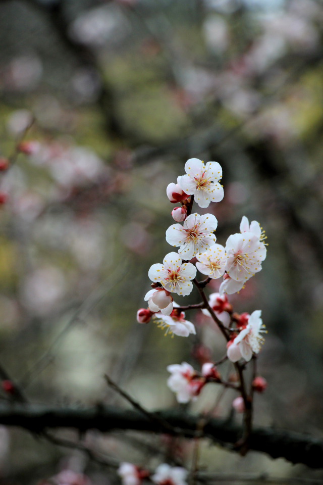 이천 원적산 산수유 산행 (2019.3.31)