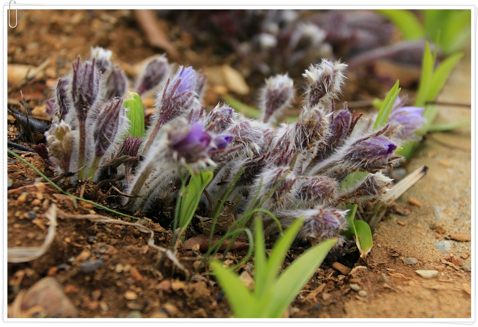 동강 할미꽃 ....  2019 . 3.23