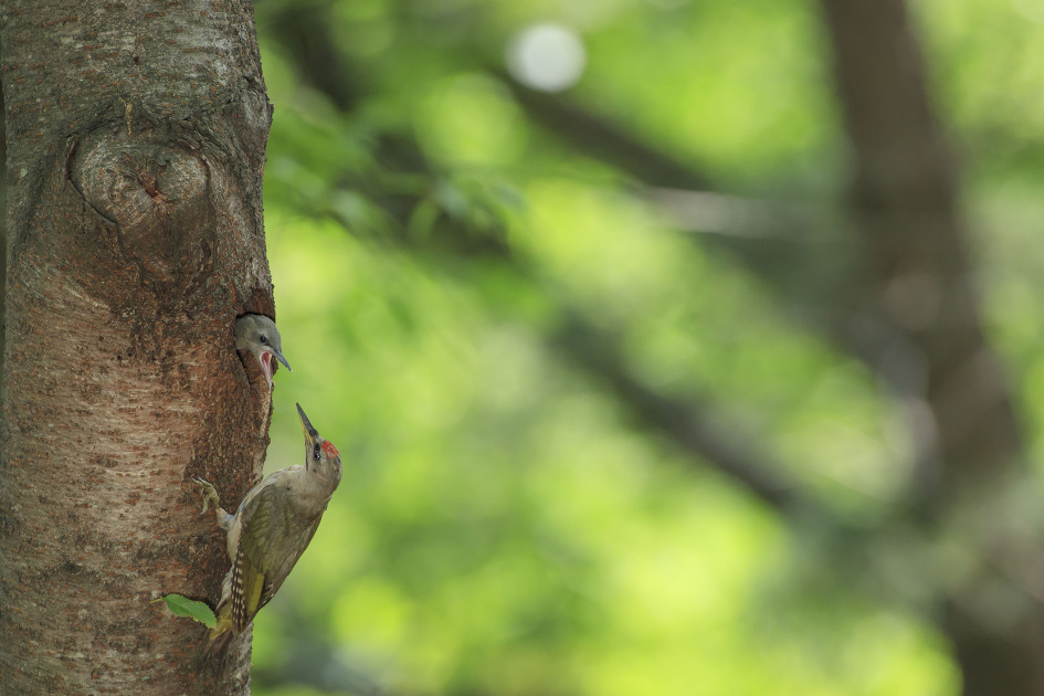 김해 신어산 청딱따구리 육추