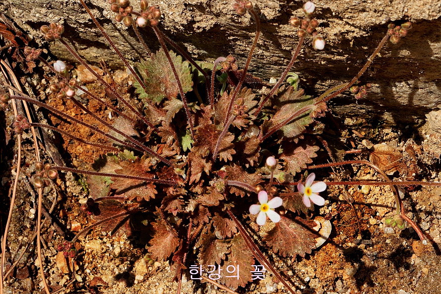 봄맞이꽃